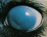 CÓRNEA. Edema corneal